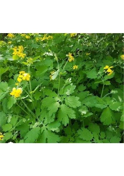 kirlangic otu chelidonium majus ve sagliga faydalari